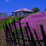 آهنگ مجید عزیزی جاته بلدبا