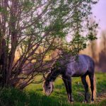 اهنگ میلاد بیرانوند زندانبان