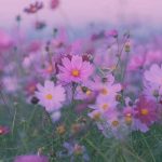 دانلود آهنگ تو را از بین صدها گل جدا کردم