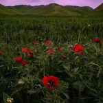 آهنگ یوخ یوخ عیبی یوخ