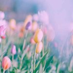 آهنگ آخه عاشقم چه کنم دلم کسیو غیر تو نمیبینه دیگه