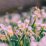آهنگ آمان آمان آی آمان بو قیزلارین الینن