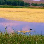 اهنگ امان وی وی امان احمد نازدار