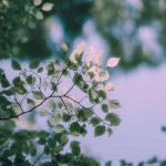 آهنگ به تار مویت آواره شوم به شوق رویت