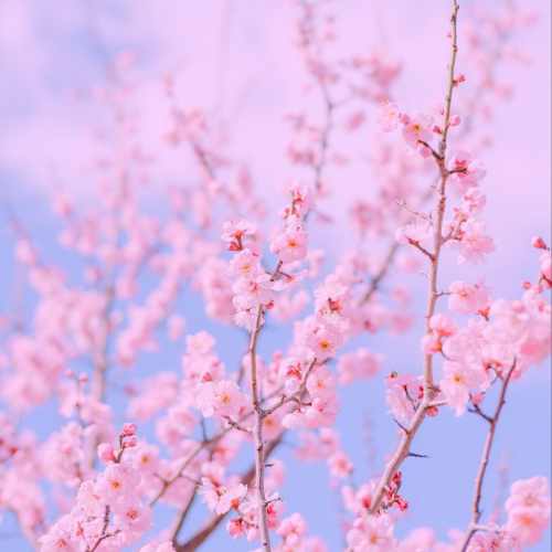 دانلود آهنگ کودکانه دامن من چین چینیه