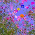 آهنگ تا دیدمت دوباره دلمو ربودی