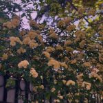 آهنگ آدیوا ماهنی یازدیم اوخویارام اورکدن