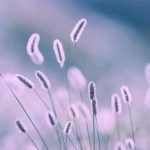آهنگ سوری سوری از من نکن تو دوری