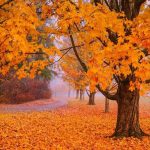 آهنگ گلپا شکسته