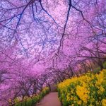 آهنگ آمد از ره فصل زیبای بهار