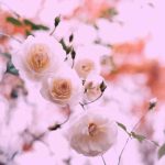 آهنگ عاشقم عاشقشم ایخم که سیش خمه بکشم