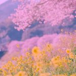 دانلود آهنگ ای نازلی ای نازلی ملوسو