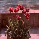 آهنگ قد گلم کشیده ی انار نو رسیده
