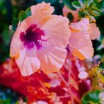 آهنگ سبزه به ناز می آید تاجیکی
