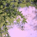 دانلود آهنگ گلپا آشیونه