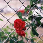 اهنگ میلاد قهاری نوبهار