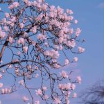 آهنگ آخ جانای آخ ممدرضا گلزاریمه شما مره نشناسنی