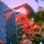 آهنگ افغانی گنجشکک طلایی