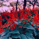 آهنگ لروم مو دل پروم مو تفنگ پوز پروم مو