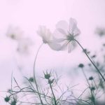 آهنگ آی قارا قاش قارا گز سنه ورلمشام
