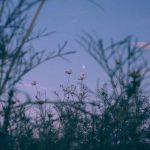 اهنگ تیکه پاره تر از این گلای پرپرم