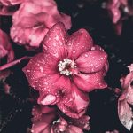 اهنگ تو رو دست نمیزنم تو رو نفس میکشم