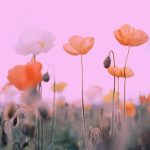 آهنگ یارم کجایی دلدارم کجایی