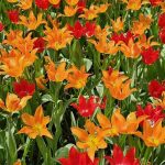 اهنگ خوشتیپ ریمیکس اینستایی
