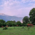 اهنگ علی گرایلی سپیده جانم