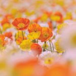 آهنگ بیلملیسن بیلملی من سایرام گونلری