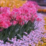 اهنگ ژاپنی دوستم داشته باش
