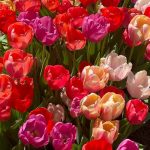 اهنگ عشق میره عین قطار ولی مهمه با کی سوار شم