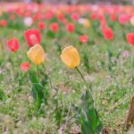 دانلود آهنگ گلم دردانه دانه دانه