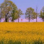 اهنگ آخ اولورم من سنین اوچون