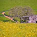 اهنگ پیرمرد مهربون مزرعه داره