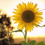ریمیکس لاتتماده بیس دار