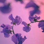 آهنگ بچه پایین ۵ آبراهام