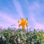 آهنگ بو آکشام اولوروم Bu Aksam Olurum