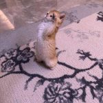 آهنگ دل بیچاره بمیر نازت خریدار نداره با صدای بچه