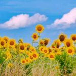 آهنگ شهزاده ی رویای من کجای این شهری بگو