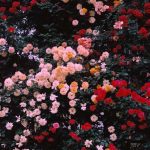 آهنگ عاشق شده ای ای دل غم هایت مبارک باد