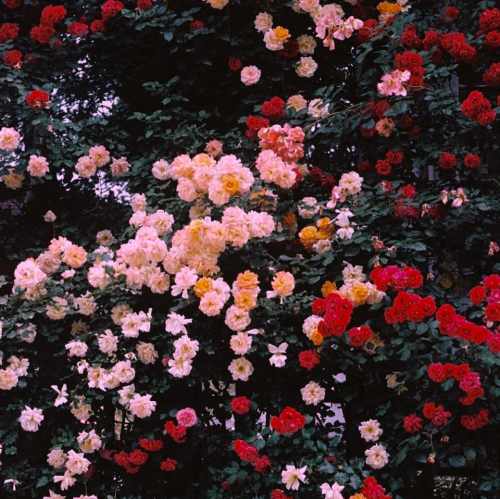 دانلود اهنگ عاشق شده ای ای دل غم هایت مبارک باد