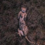 آهنگ بوم بوم تام تام خارجی
