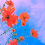آهنگ چو نسیم خزان بوزید گل و سبزه و لاله گذشت