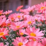 دانلود آهنگ من ددیم ساری سن ددین یوخ