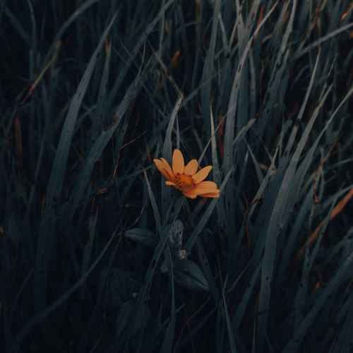 دانلود آهنگ ریمیکس اینستایی محسن لرستانی دختر حور پری