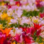 آهنگ با همه فرق داری برام نمیشه از فکر تو درام