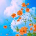 دانلود آهنگ صد بار چپ راست بالا و پایینشو چک کردم