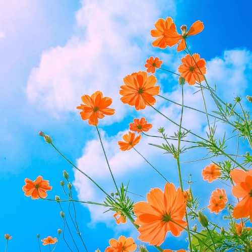 دانلود آهنگ صد بار چپ راست بالا و پایینشو چک کردم