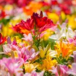 آهنگ دلبر دلبر کوزی قرار دلبر